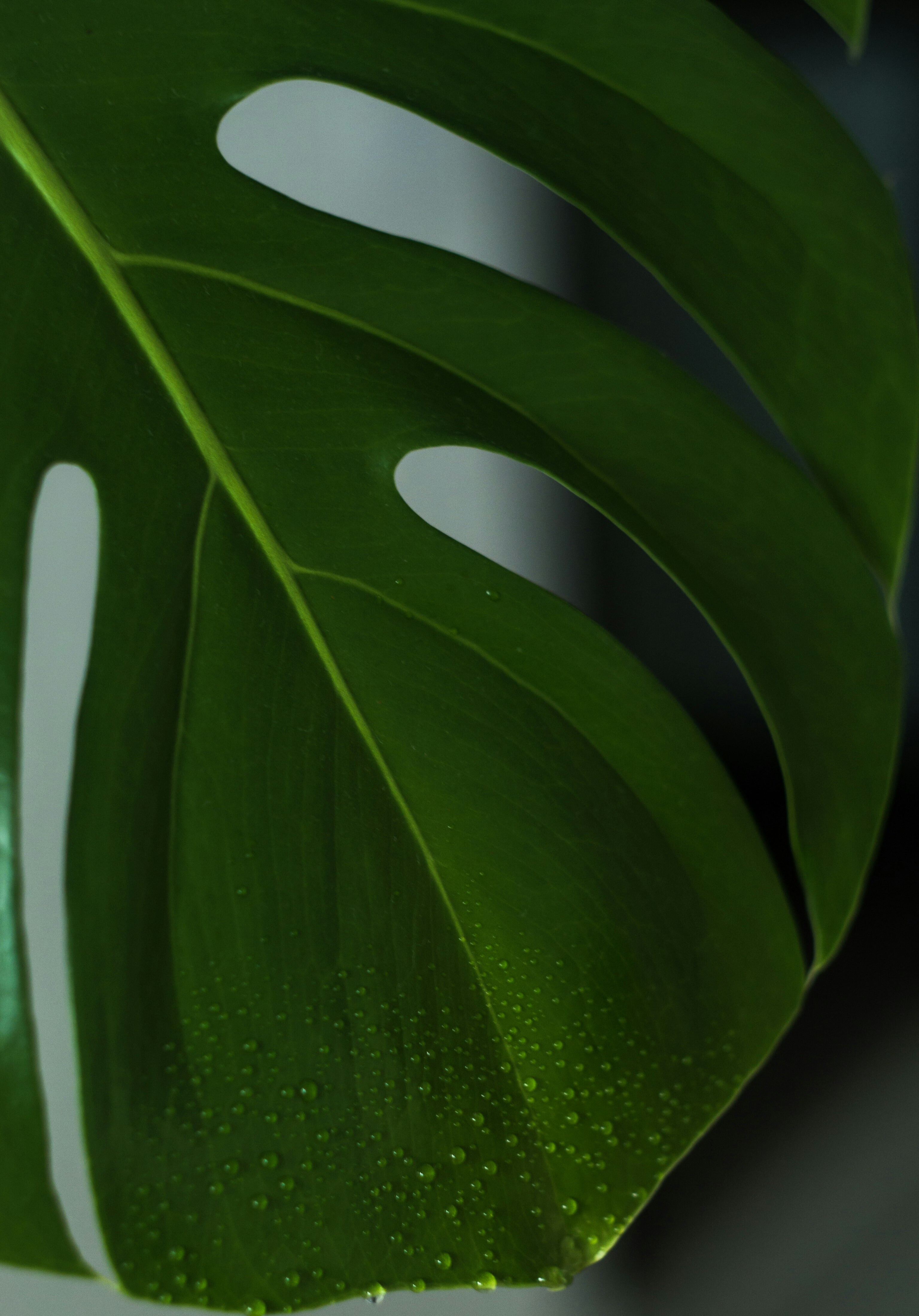 SUSTAINERA
